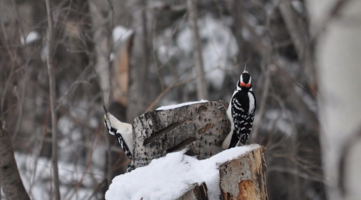 Community Newsletter March 2022